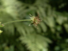 Geum × catlingii