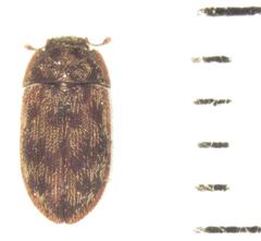 Neaspis variegata
