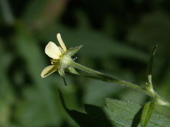 Geum × catlingii