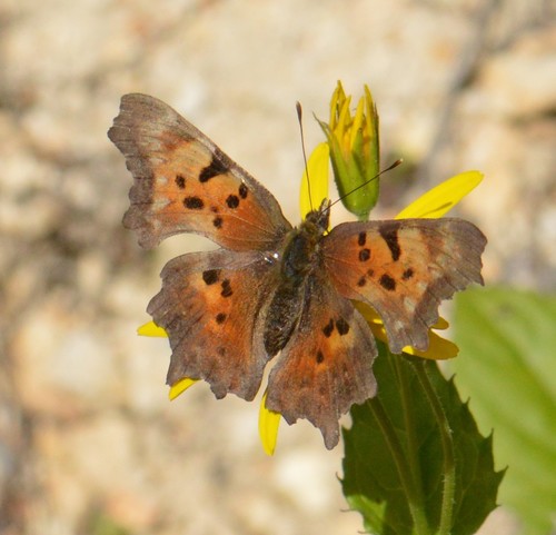 Green Comma photo 6