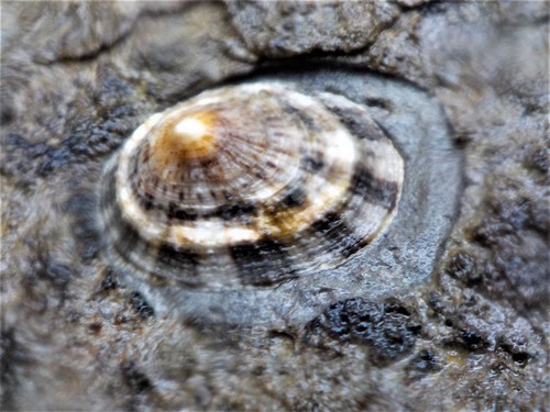 Patella rustica