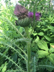 Cirsium drummondii