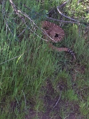 Crotalus ruber ruber