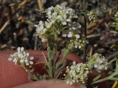 Lepidium fremontii