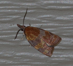 Cenopis diluticostana