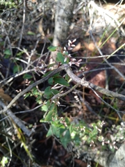 Leucopogon amplexicaulis