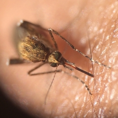 Aedes sollicitans