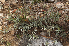 Astragalus kentrophyta elatus