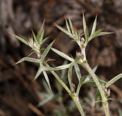 Astragalus kentrophyta elatus