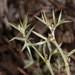 Spiny-leaved Milkvetch - Photo (c) Steve Matson, some rights reserved (CC BY), uploaded by Steve Matson