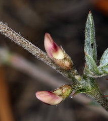 Astragalus kentrophyta elatus