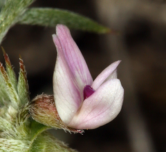 Astragalus kentrophyta elatus