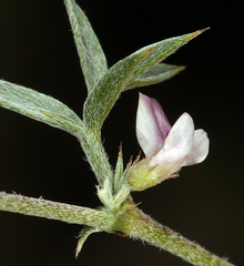 Astragalus kentrophyta elatus