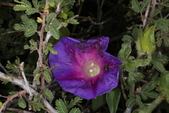 Ipomoea pubescens