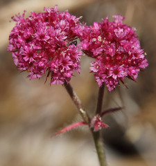 Chorizanthe