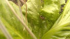 Brachygastra smithii