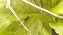 Brachygastra smithii