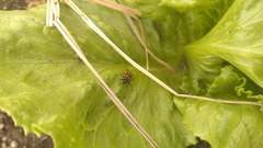 Brachygastra smithii