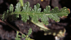 Phacelia brachyloba