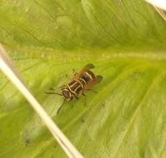 Brachygastra smithii