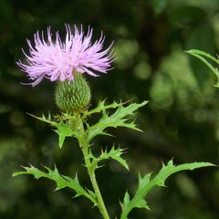 Cirsium engelmannii