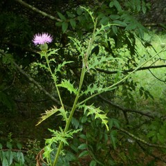 Cirsium engelmannii