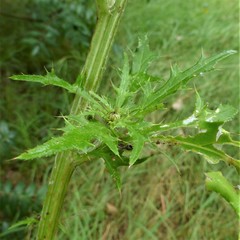 Cirsium engelmannii