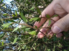 Persoonia lanceolata