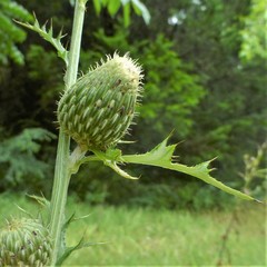 Cirsium engelmannii