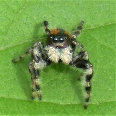 Phidippus clarus
