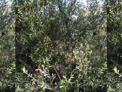 Persoonia lanceolata