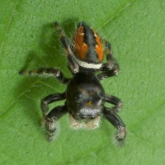 Phidippus clarus