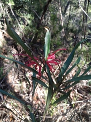 Grevillea oleoides