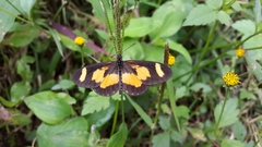 Acraea cabira