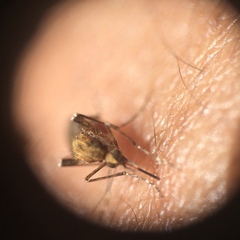 Aedes sollicitans