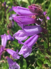 Penstemon fruticosus