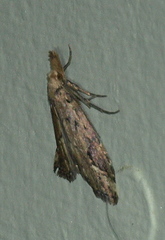 Luceria oculalis