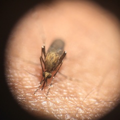 Aedes sollicitans