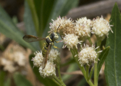 Eucerceris provancheri