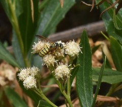 Eucerceris provancheri