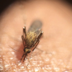 Aedes sollicitans