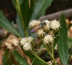 Eucerceris provancheri