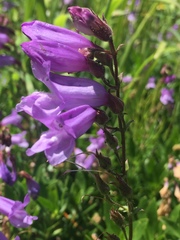 Penstemon fruticosus