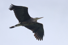 Ardea herodias fannini