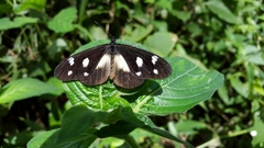 Acraea lycoa