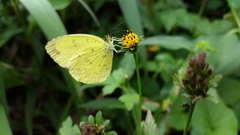 Eurema hecabe solifera