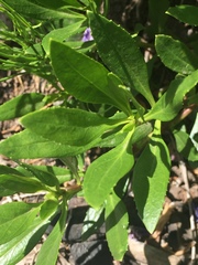 Penstemon fruticosus