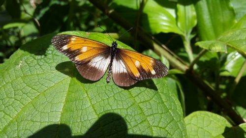 Acraea johnstoni