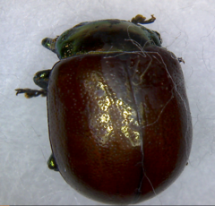 Chrysolina polita