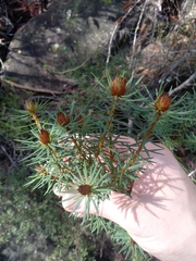 Pultenaea stipularis